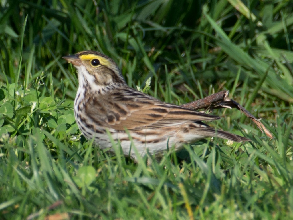 Savannah Sparrow - ML56526321