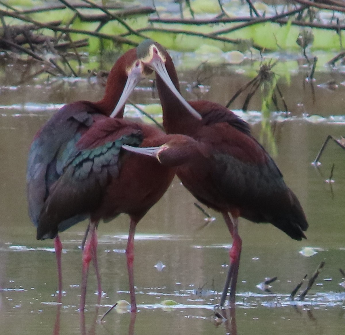 White-faced Ibis - ML565263251