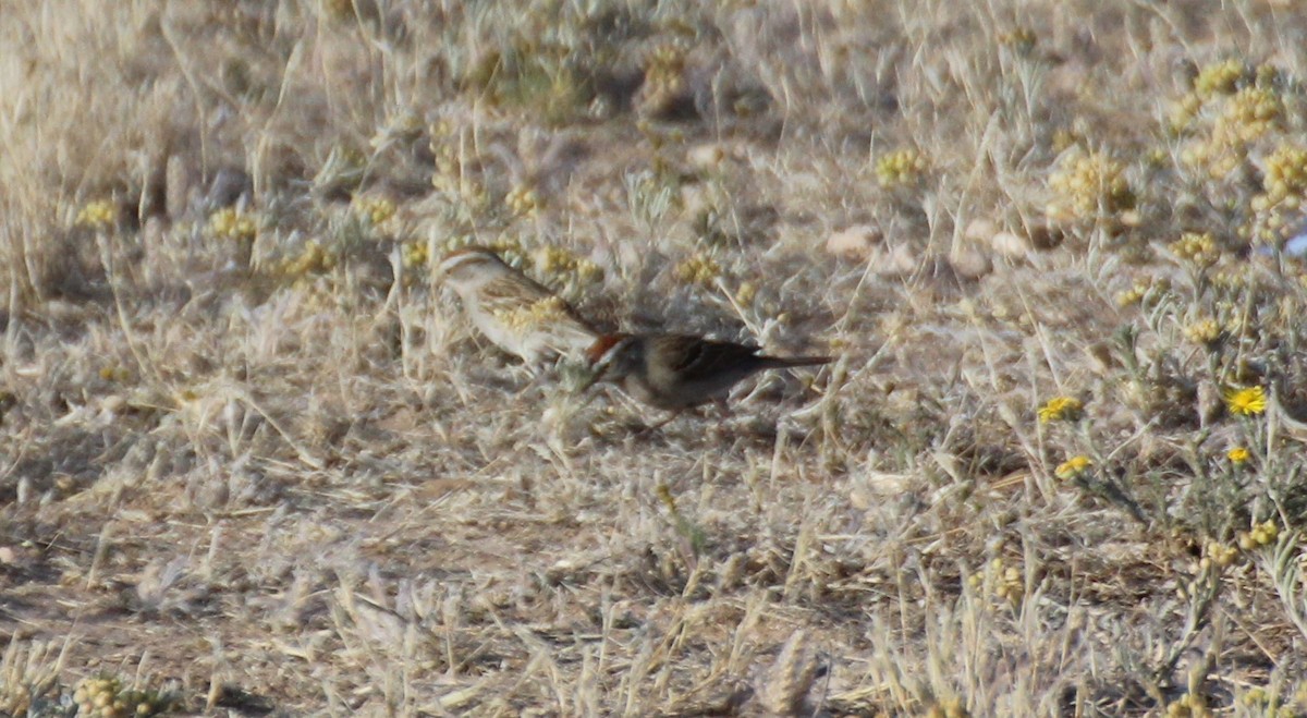 Chipping Sparrow - ML565263381