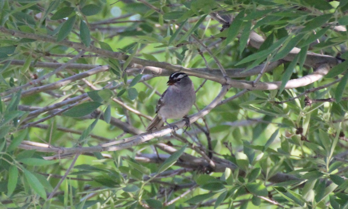 White-crowned Sparrow (Gambel's) - ML565263991