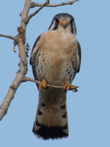 American Kestrel - T I