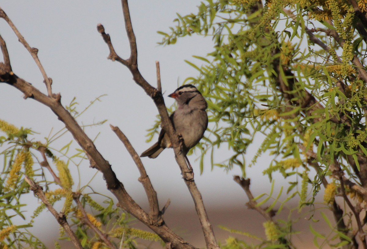 White-crowned Sparrow (Gambel's) - ML565264131