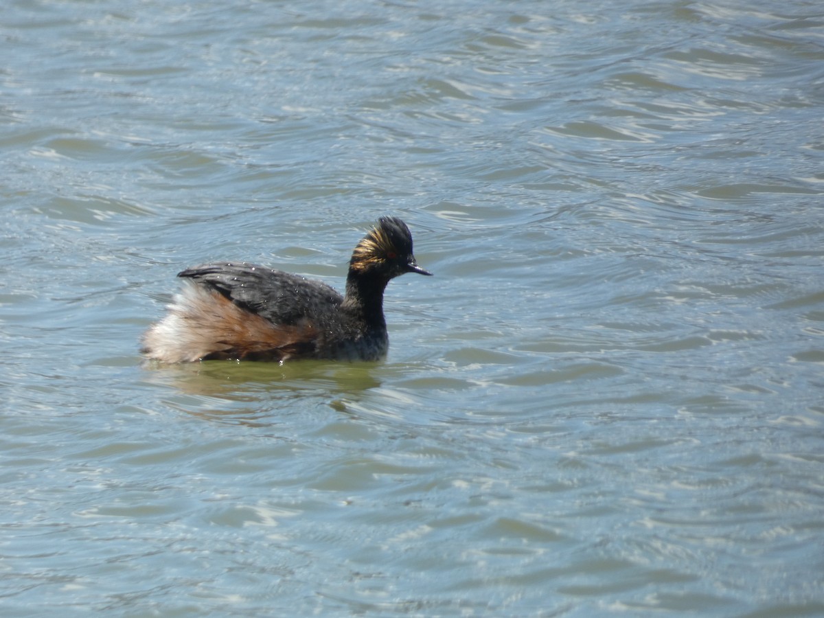 Eared Grebe - ML565264181