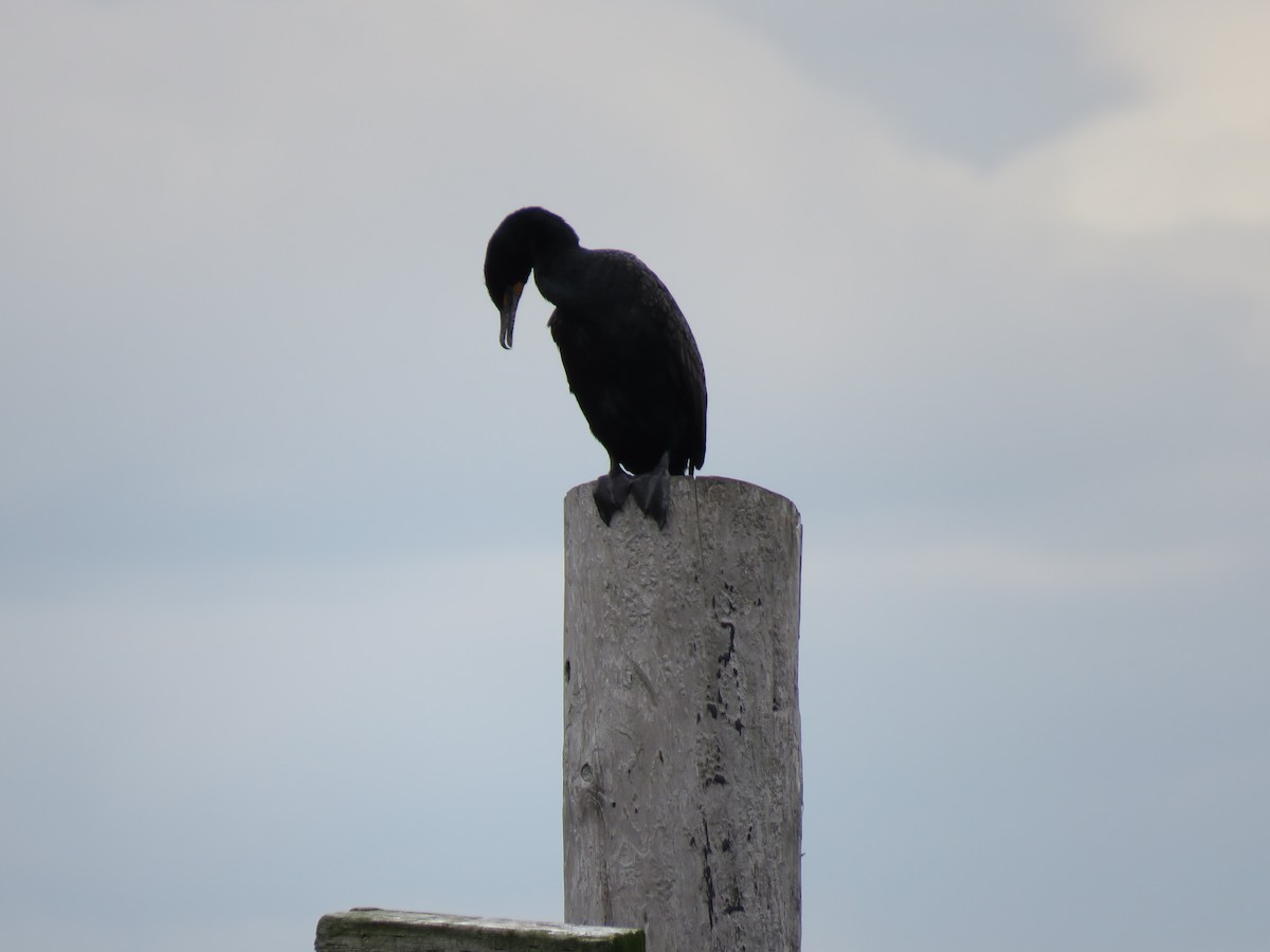 Double-crested Cormorant - ML565264961