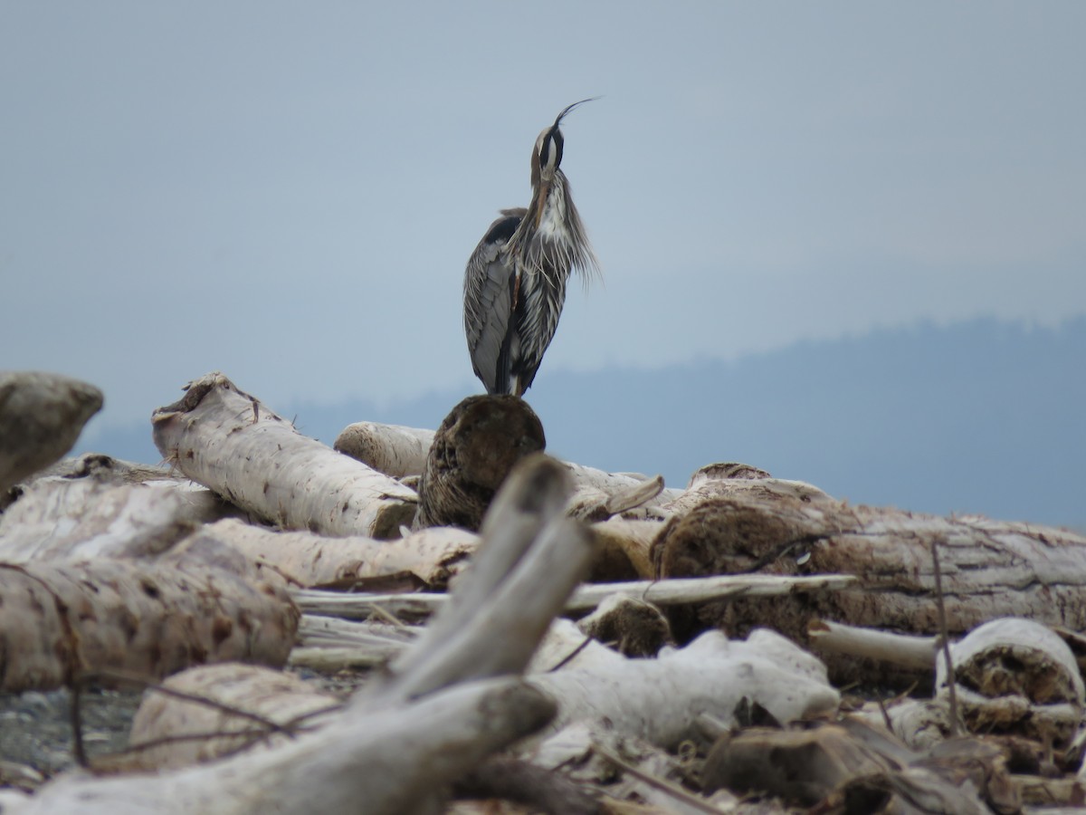 Great Blue Heron - ML565265071