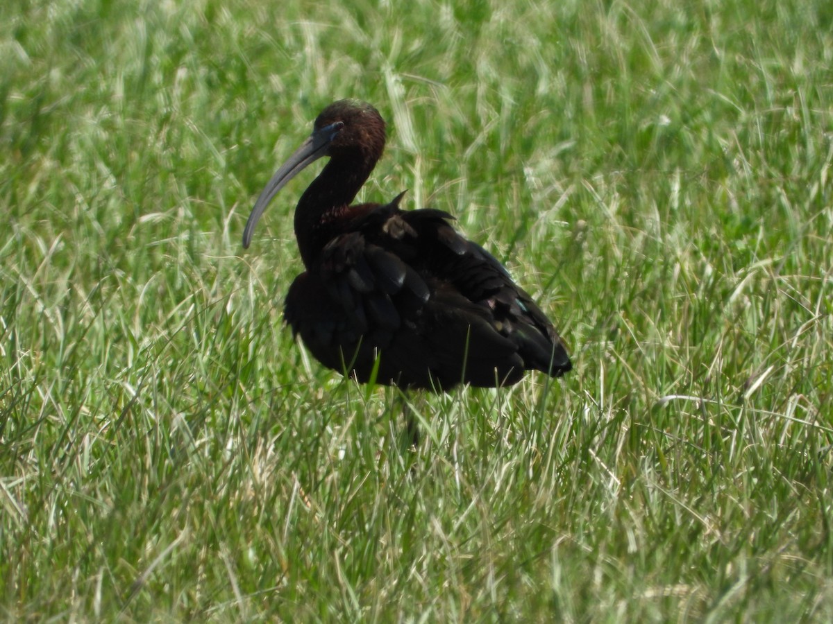 Glossy Ibis - Jeff Percell