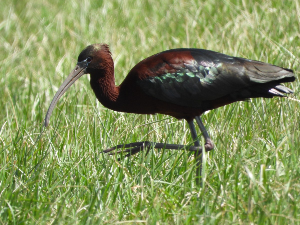 Glossy Ibis - Jeff Percell