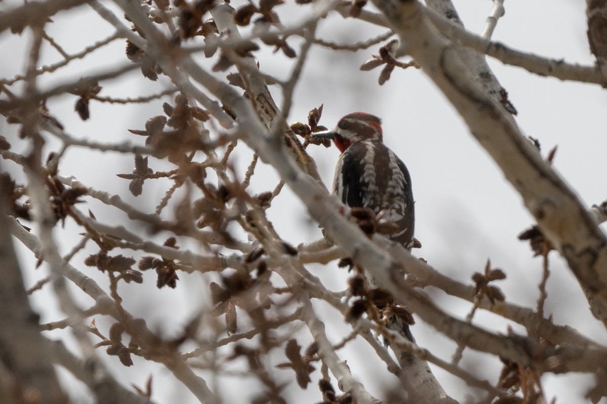 Red-naped Sapsucker - ML565265631