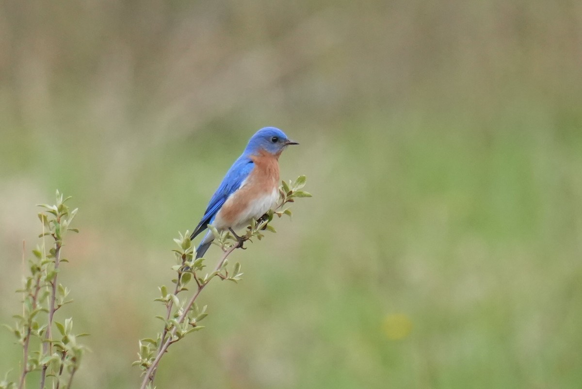 Eastern Bluebird - Dwayne Murphy