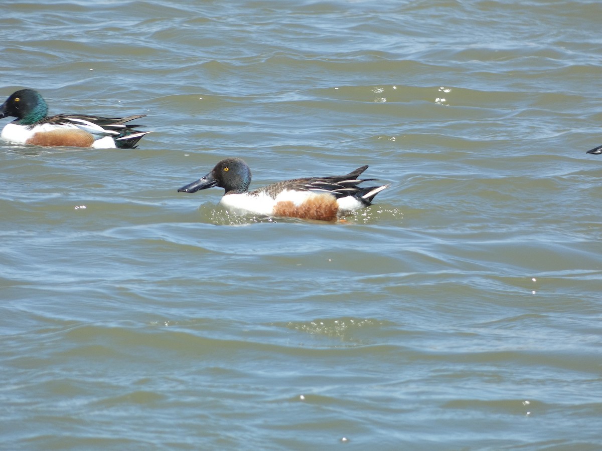 מרית צפונית - ML565266491