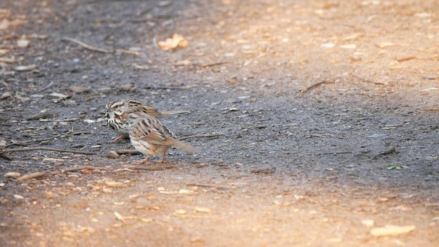 Song Sparrow - ML565266891