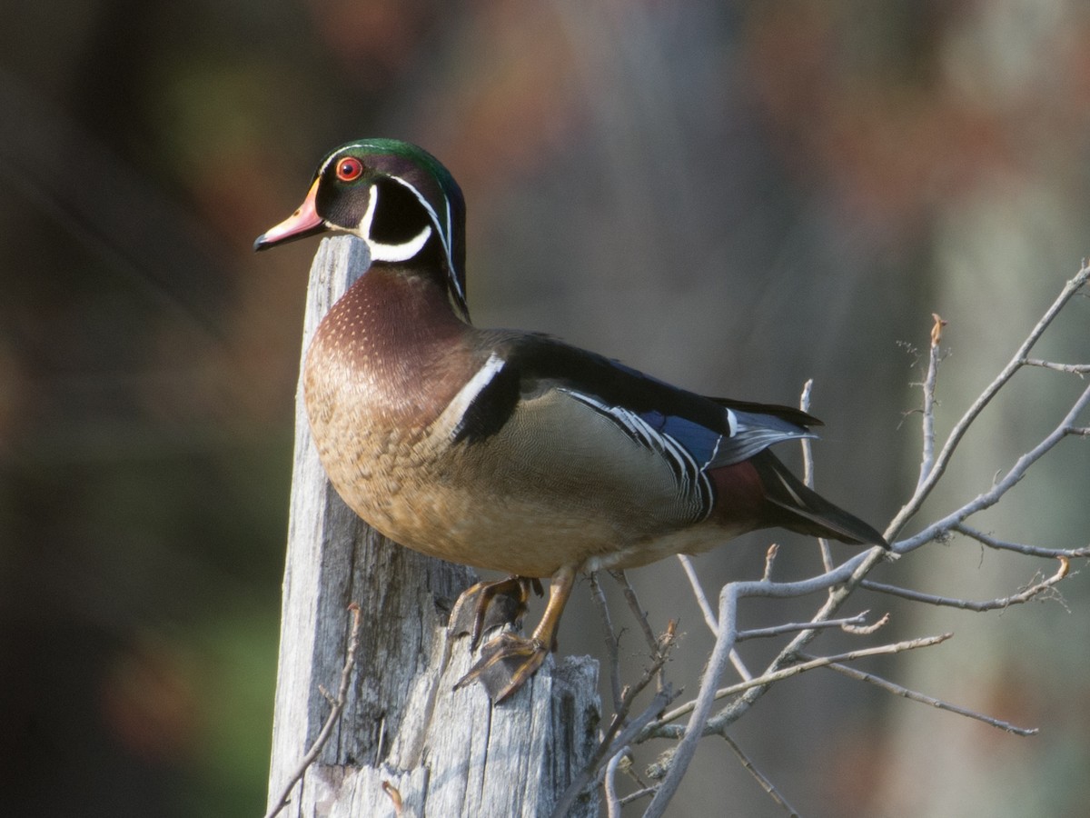 Wood Duck - T I