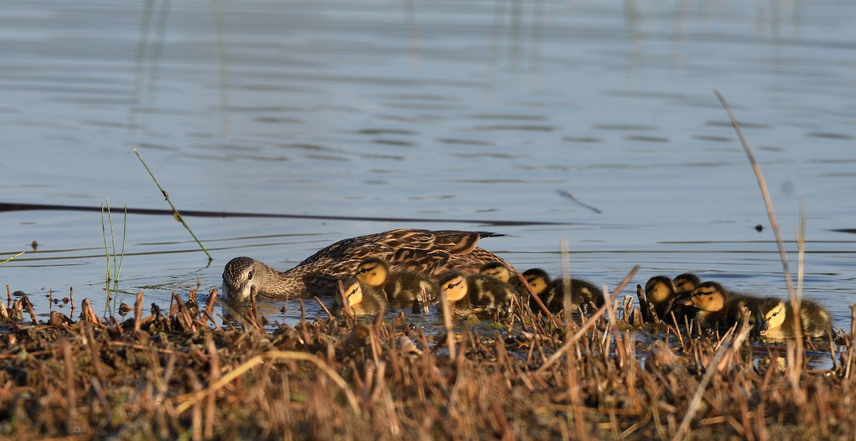 Mottled Duck - Jaime Thomas