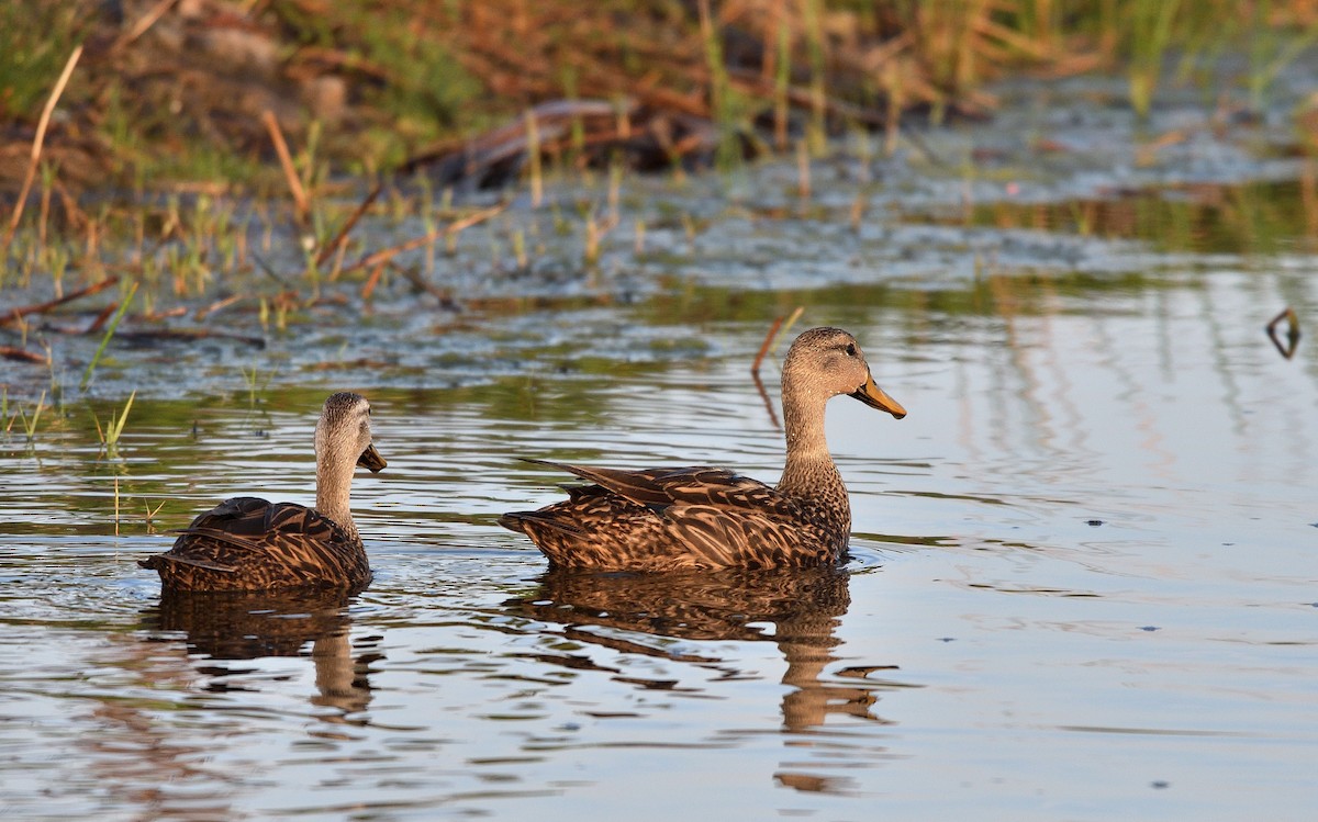 Mottled Duck - Jaime Thomas