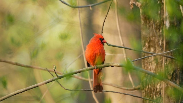Cardinal rouge - ML565267541