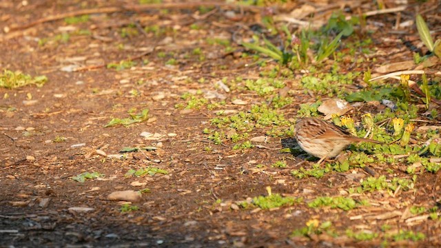 Song Sparrow - ML565267661