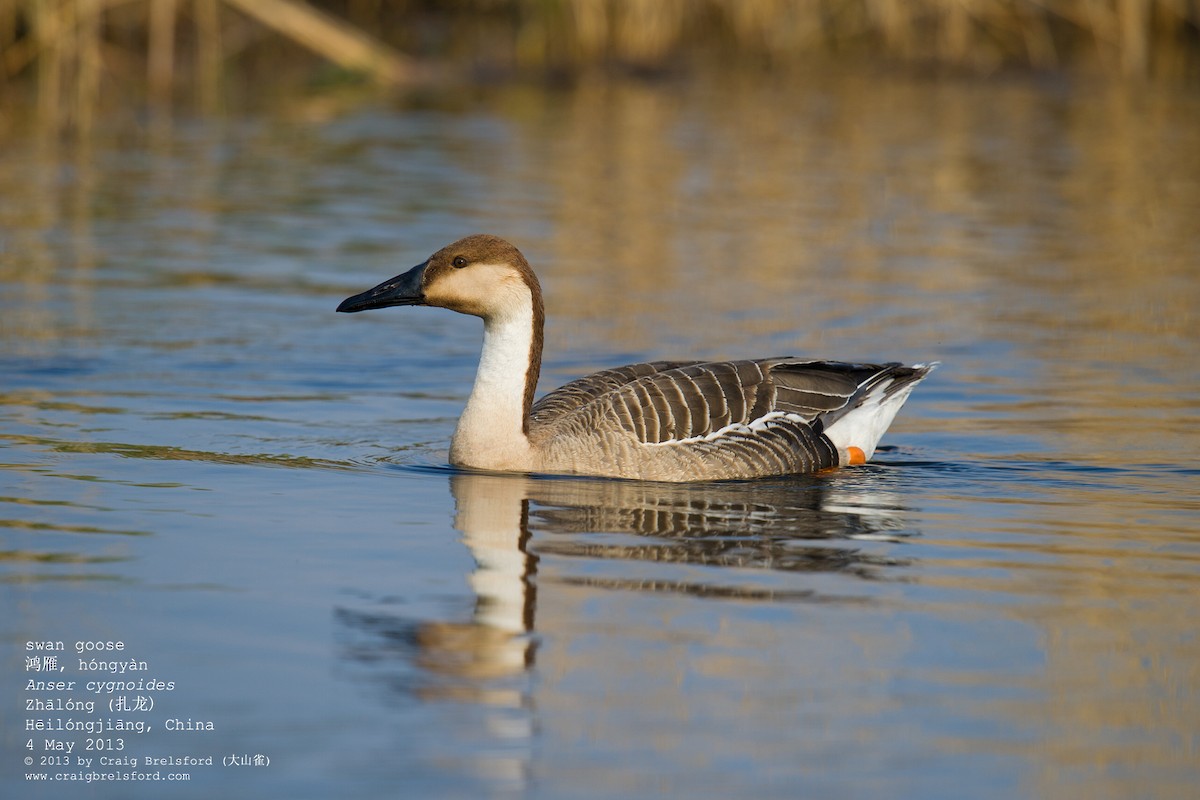 Swan Goose - ML56526931