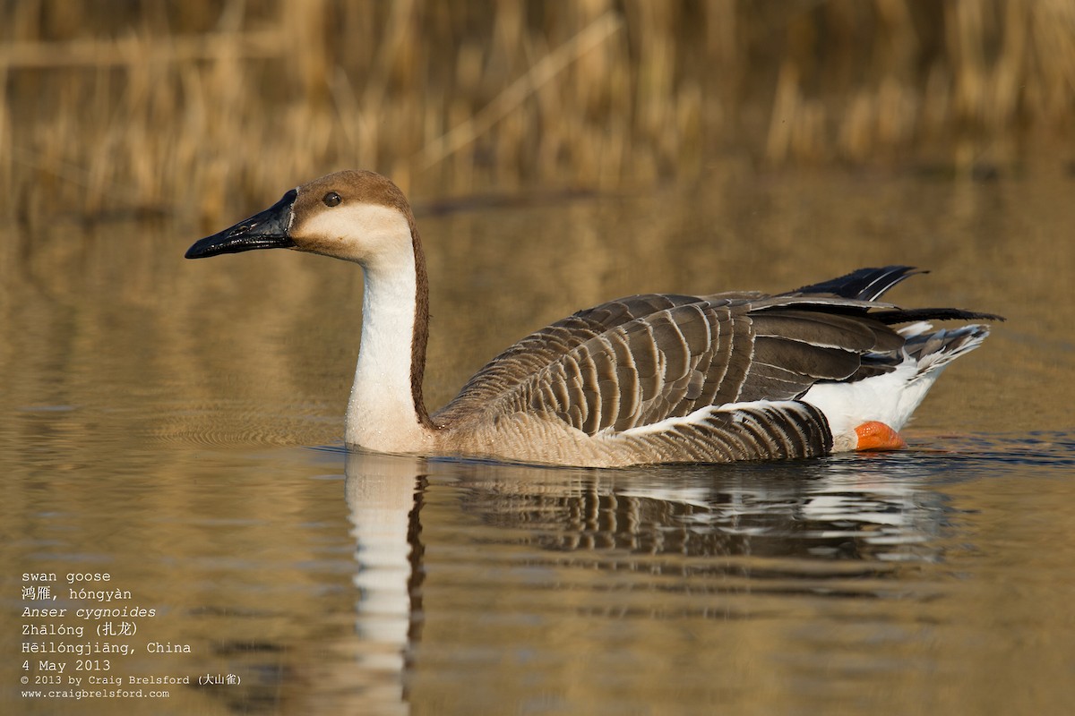 Swan Goose - Craig Brelsford