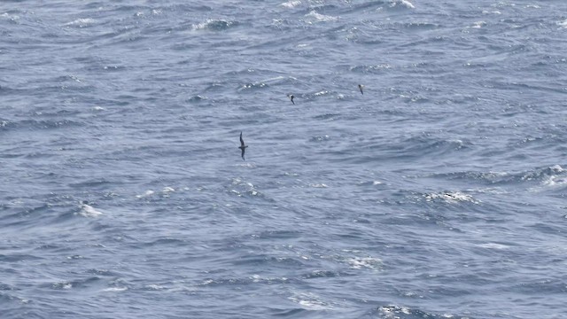 Murphy's Petrel - ML565269471