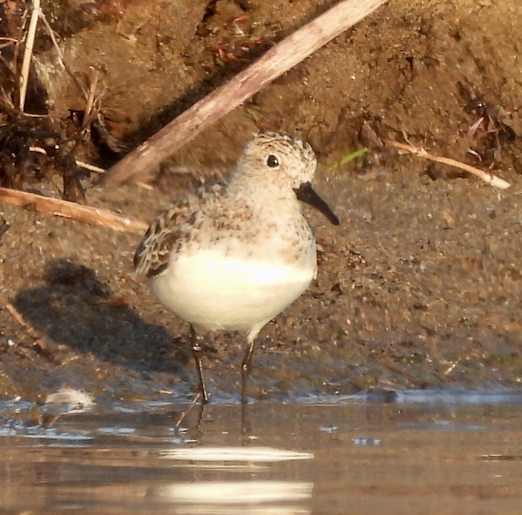 Bécasseau sanderling - ML565270531