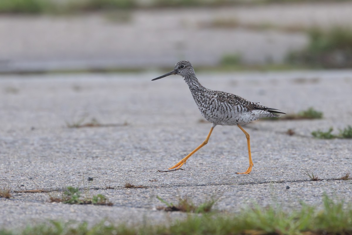Greater Yellowlegs - ML565271371