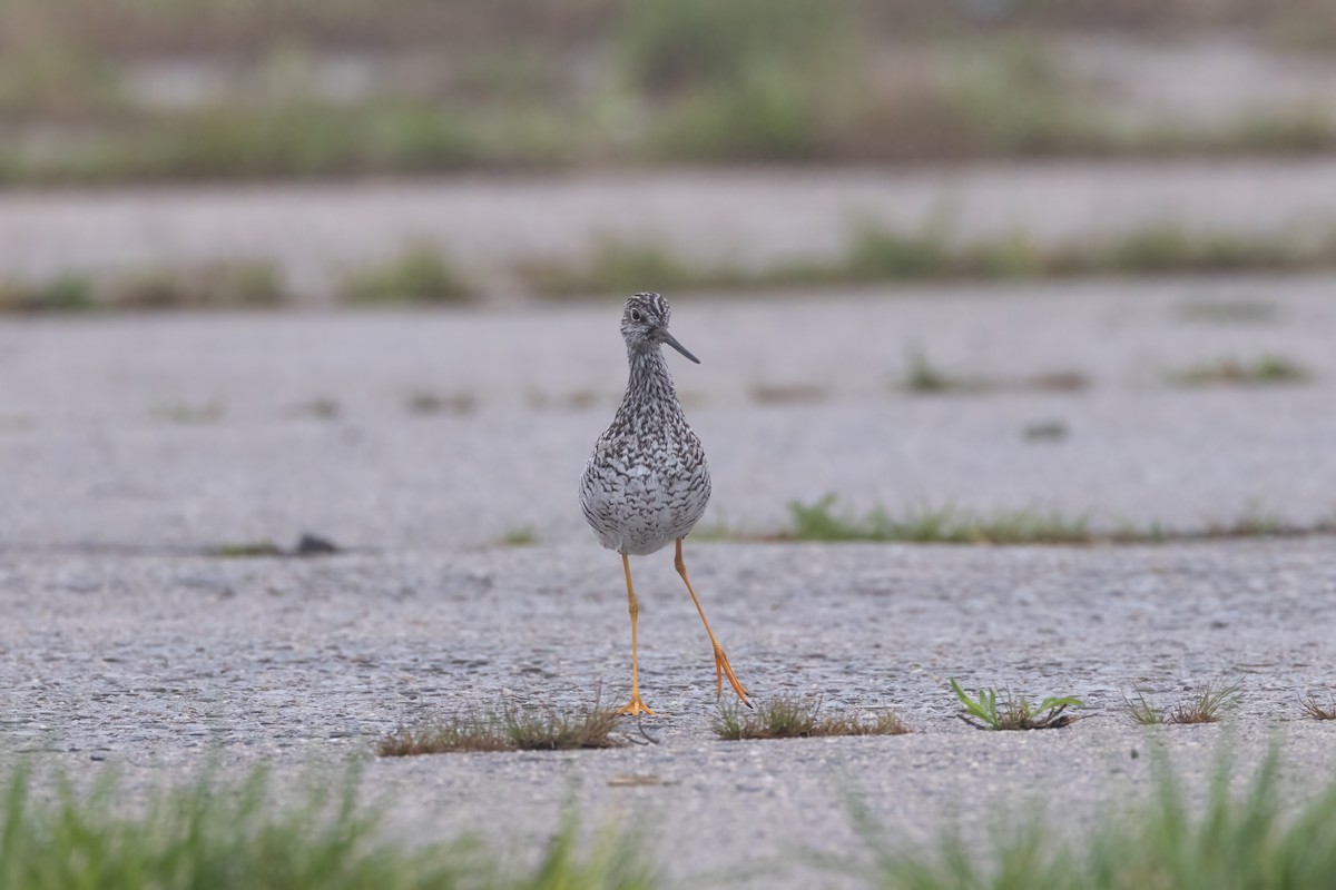 Greater Yellowlegs - ML565271381