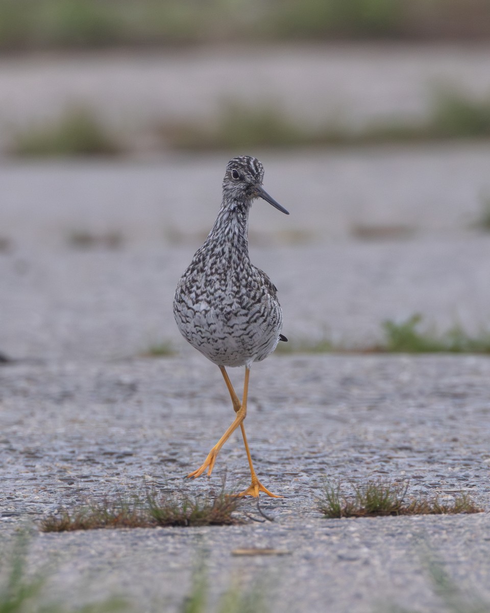 Greater Yellowlegs - ML565271391