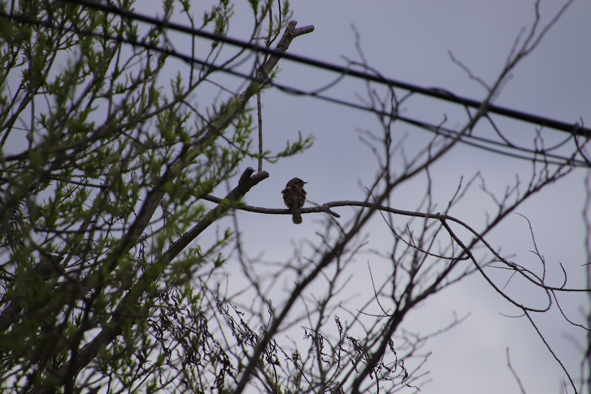 Eurasian Wryneck - ML565272231