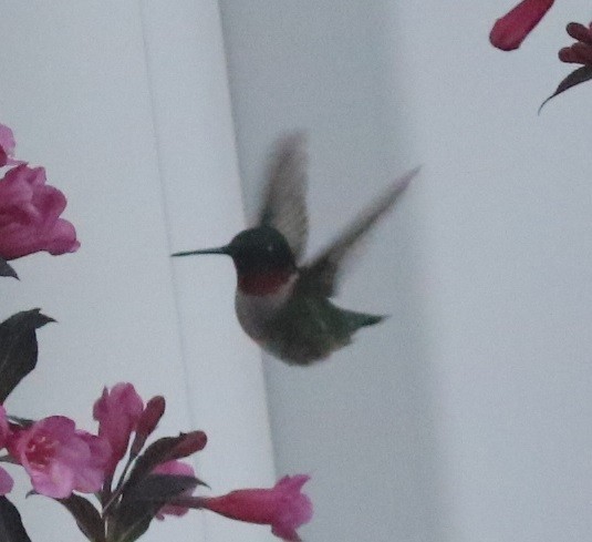 Ruby-throated Hummingbird - ML565272541