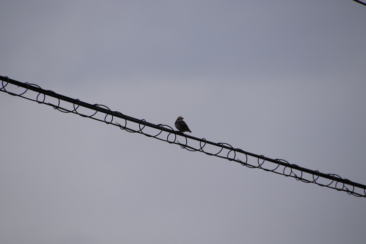 Chestnut-cheeked Starling - ML565272891