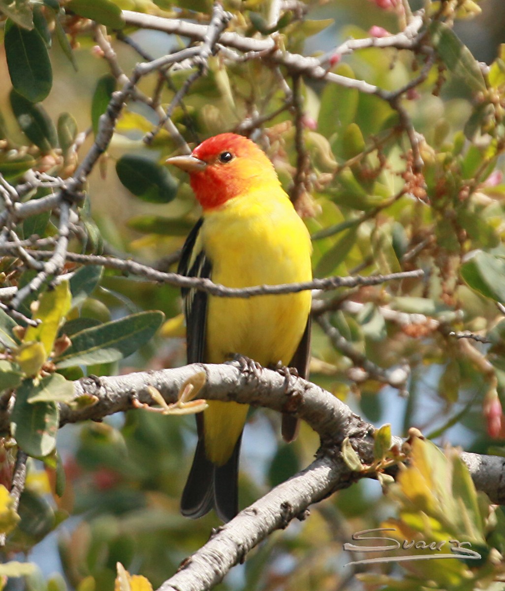 Western Tanager - ML565273001