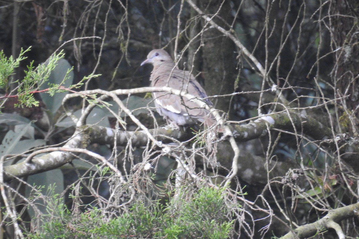 White-winged Dove - ML565273121