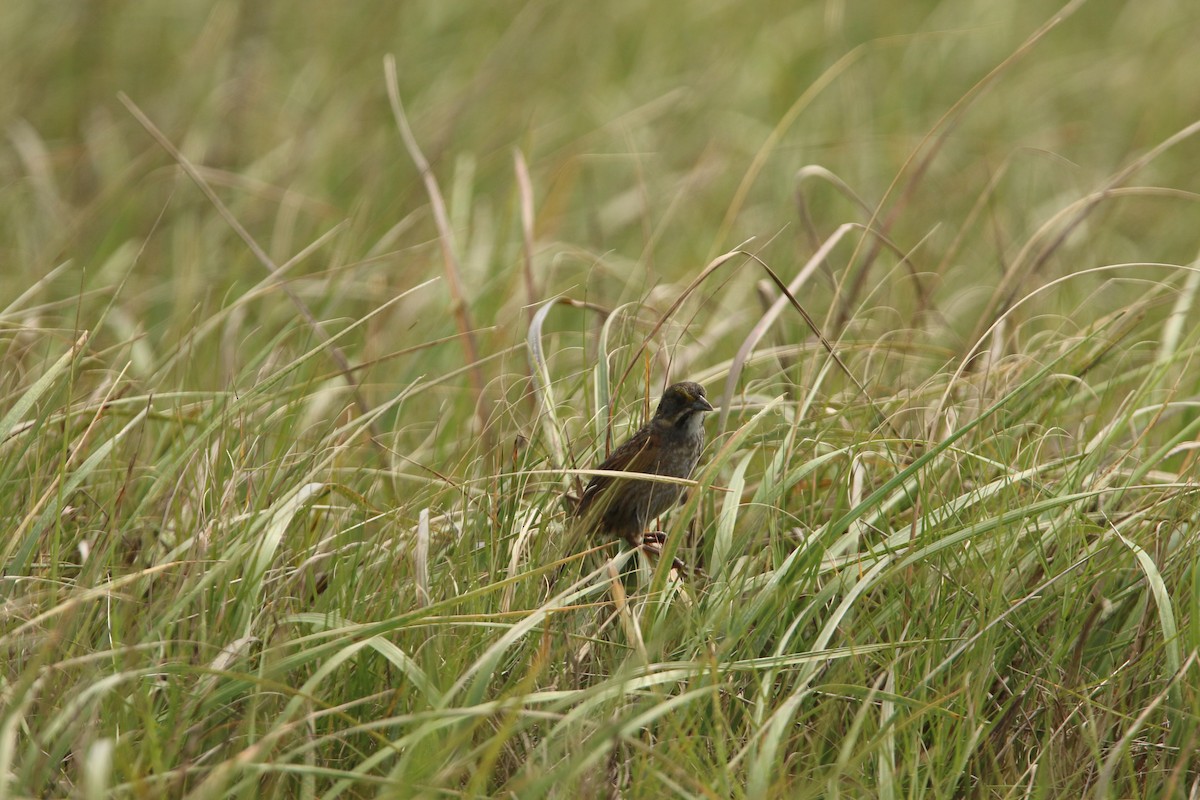 Seaside Sparrow - ML565273161