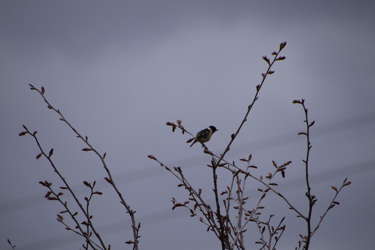 Amur Stonechat - ML565273231