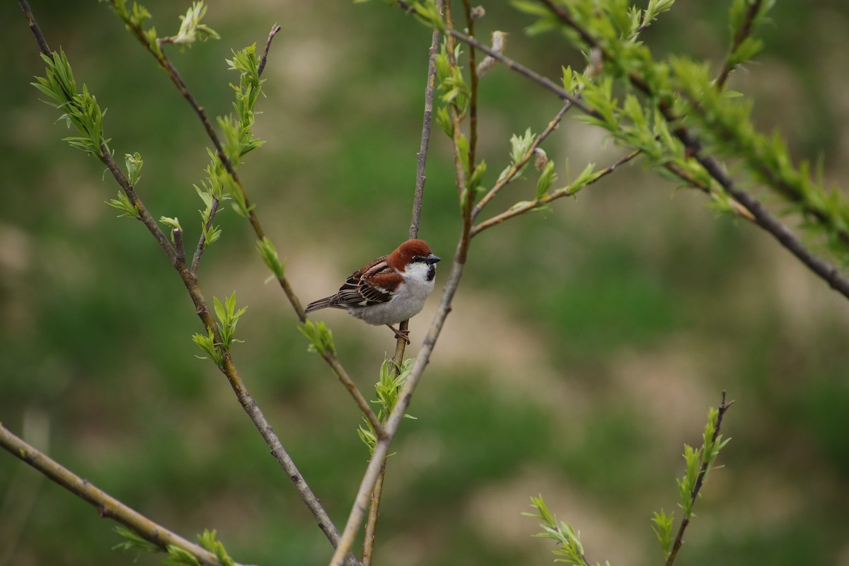 Russet Sparrow - ML565273351