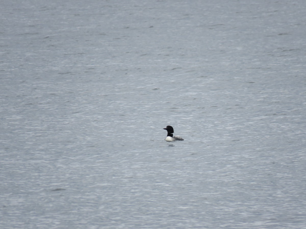 Common Loon - ML565274661