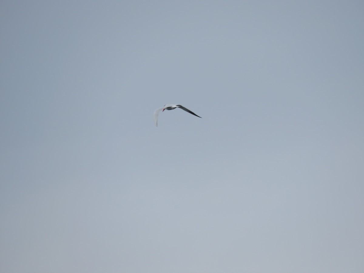 Caspian Tern - ML565275831