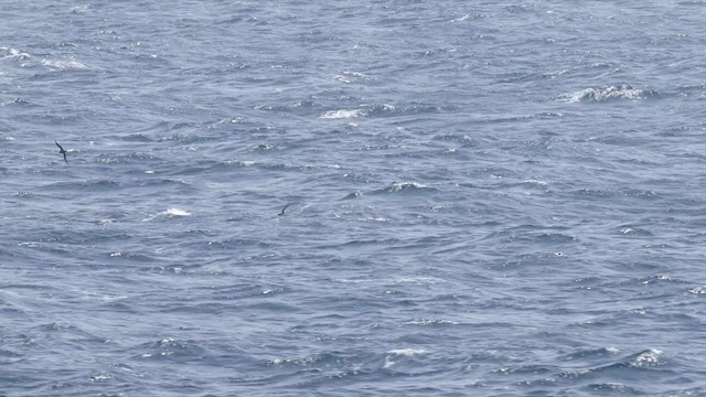 Murphy's Petrel - ML565276381