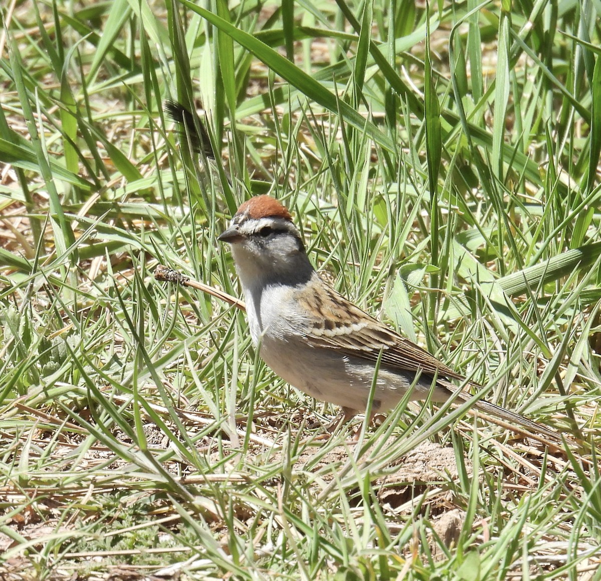 Chipping Sparrow - Chris Parsons