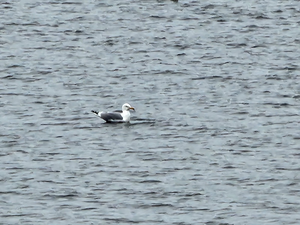 Ring-billed Gull - ML565276661