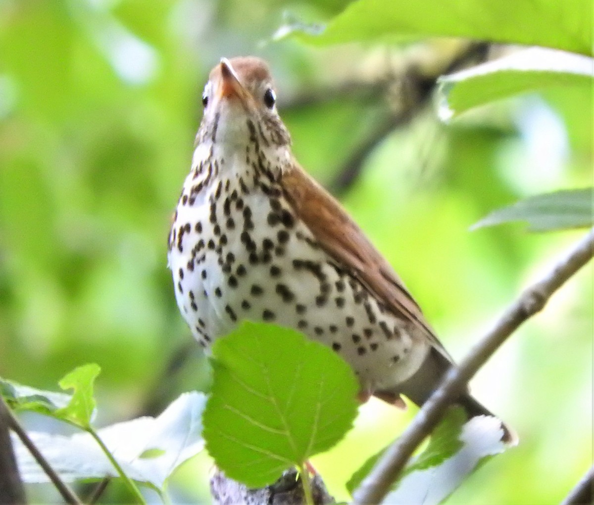 Wood Thrush - ML565276701