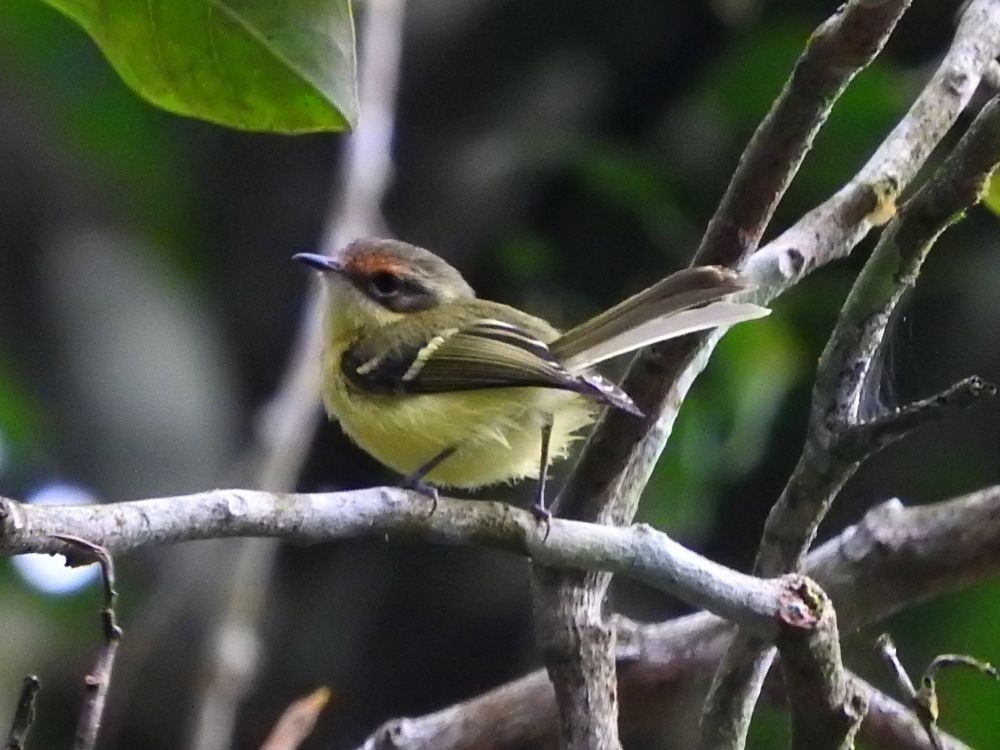 Rufous-lored Tyrannulet - ML565277421