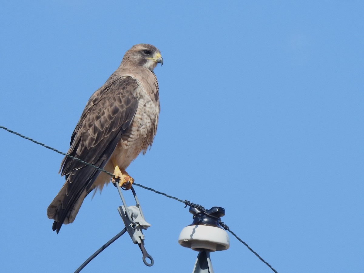 Swainson's Hawk - ML565278461