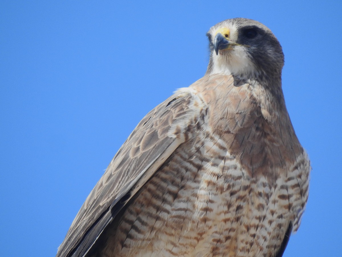 Swainson's Hawk - ML565278471