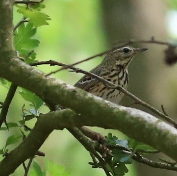 Tree Pipit - ML565278691