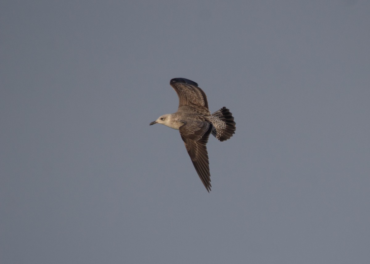 Lesser Black-backed Gull - ML565278701