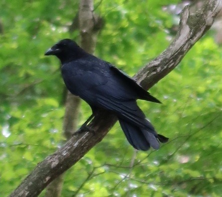 Carrion Crow - ML565278731