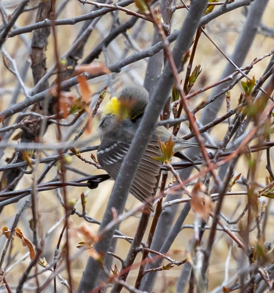 Grace's Warbler - ML565278841