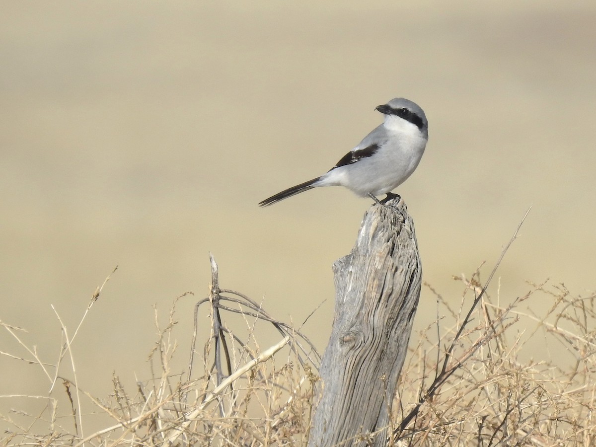 Loggerhead Shrike - ML565279091