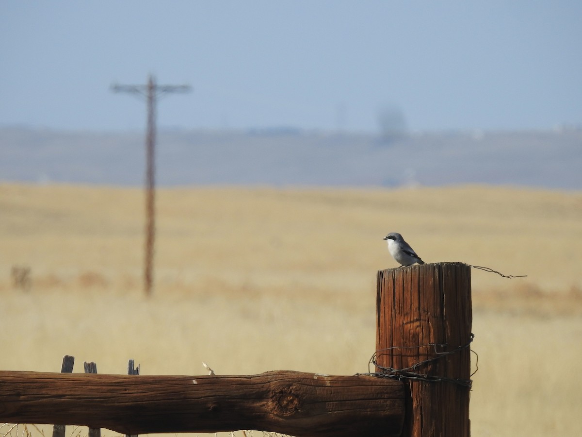 Loggerhead Shrike - ML565279101
